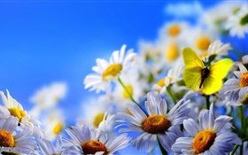 flores da margarida branca, borboleta, céu azul