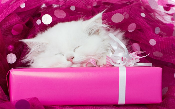 Branca gatinho do sono, presentes Papéis de Parede, imagem