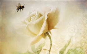 rosa branca, abelha, textura HD Papéis de Parede