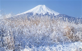 Inverno, grama, neve, o Monte Fuji, Japão HD Papéis de Parede