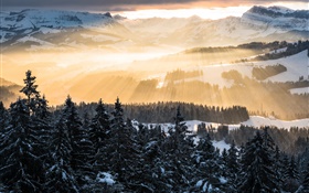 Inverno, montanhas, manhã, raios do sol, árvores, neve HD Papéis de Parede