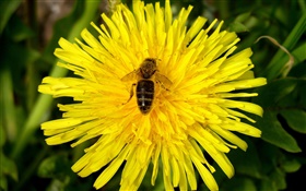 Crisântemo amarelo e abelha