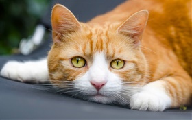 olhos amarelos gato quer dormir HD Papéis de Parede