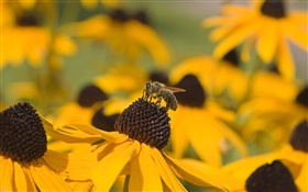 flores amarelas, pistilo preto, abelha