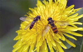 flores amarelas, crisântemo, duas abelhas