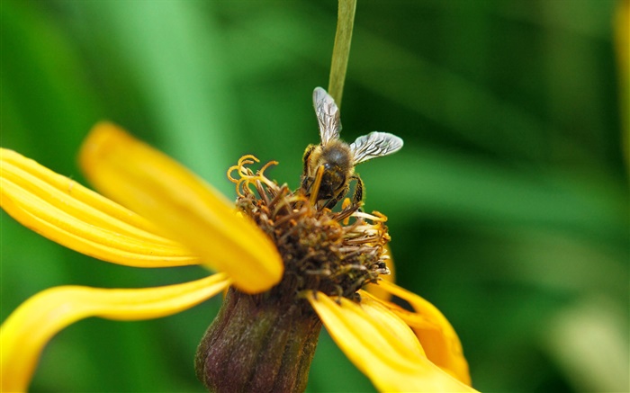 pétalas amarelas flor, abelha, fundo verde Papéis de Parede, imagem