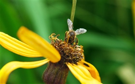 pétalas amarelas flor, abelha, fundo verde HD Papéis de Parede