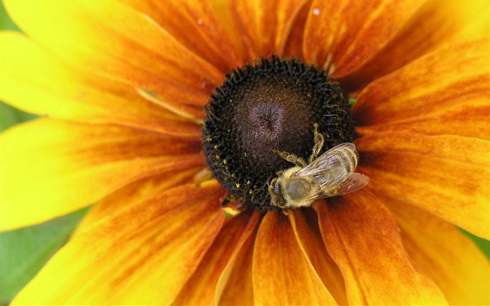 pétalas amarelas flor, abelha, inseto Papéis de Parede, imagem
