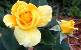 Rosa amarela flores HD Papéis de Parede
