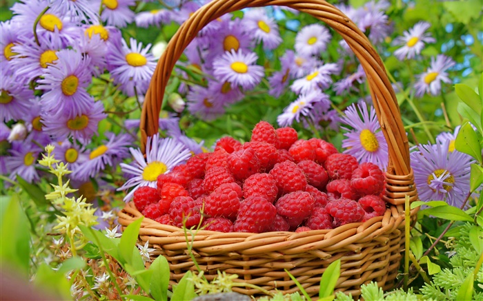 Uma cesta de framboesas vermelhas, ásteres flores Papéis de Parede, imagem