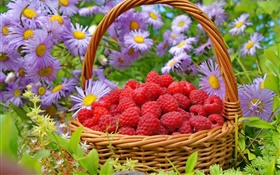 Uma cesta de framboesas vermelhas, ásteres flores