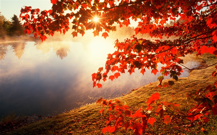 Outono, folhas vermelhas, árvore de bordo, rio, raios de sol Papéis de Parede, imagem