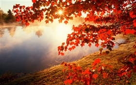 Outono, folhas vermelhas, árvore de bordo, rio, raios de sol
