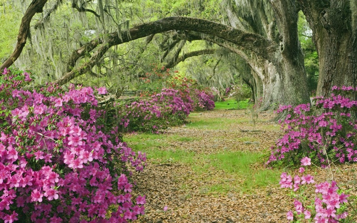 Azáleas, árvores, grama, pista, Carolina do Sul, EUA Papéis de Parede, imagem