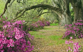 Azáleas, árvores, grama, pista, Carolina do Sul, EUA HD Papéis de Parede