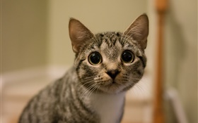 gato olhar olhos grandes HD Papéis de Parede