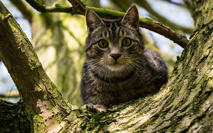 gato listras preto na árvore Papéis de Parede, imagem