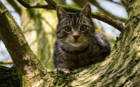gato listras preto na árvore HD Papéis de Parede