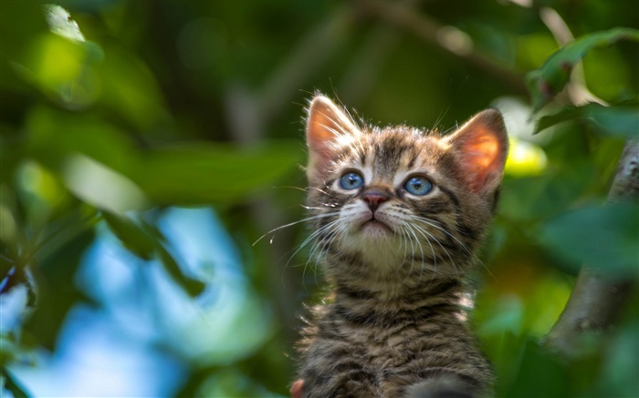 olhos azuis gatinho olhar para cima Papéis de Parede, imagem