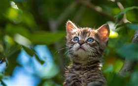 olhos azuis gatinho olhar para cima HD Papéis de Parede