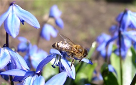flores azuis, abelha HD Papéis de Parede