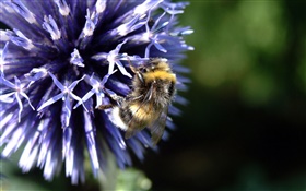 pétalas de flor azul, abelha, inseto, bokeh HD Papéis de Parede