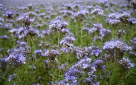 flores silvestres azul, abelha, primavera HD Papéis de Parede