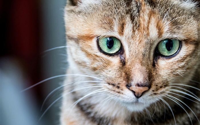Retrato do gato, olhos verdes, suiças Papéis de Parede, imagem