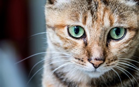 Retrato do gato, olhos verdes, suiças