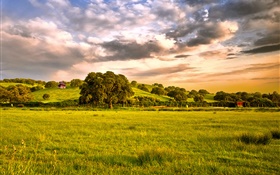 Campo, campos, grama, árvores, nuvens, crepúsculo HD Papéis de Parede