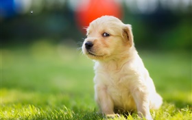 filhote de cachorro bonito na grama, golden retriever HD Papéis de Parede