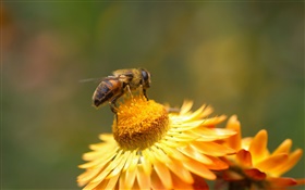 Margarida, flores amarelas, pistilo, abelha HD Papéis de Parede