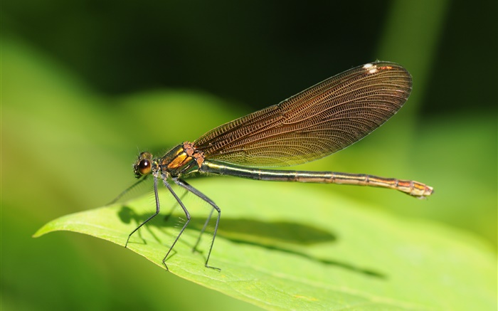 Dragonfly close-up, folha verde, inseto Papéis de Parede, imagem