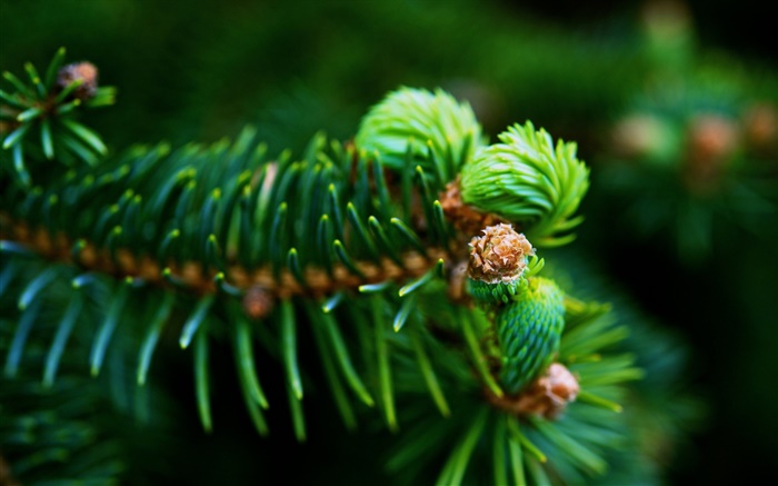 ramos de abeto, agulhas verde, plantas close-up Papéis de Parede, imagem