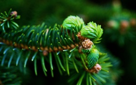 ramos de abeto, agulhas verde, plantas close-up HD Papéis de Parede