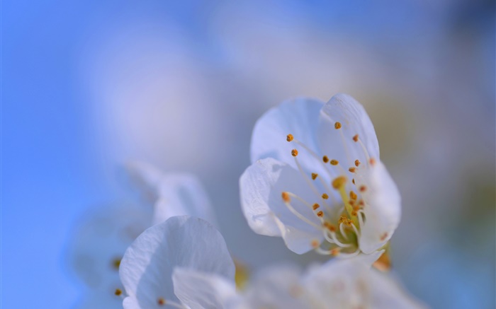 pétalas de flores close-up, bokeh Papéis de Parede, imagem