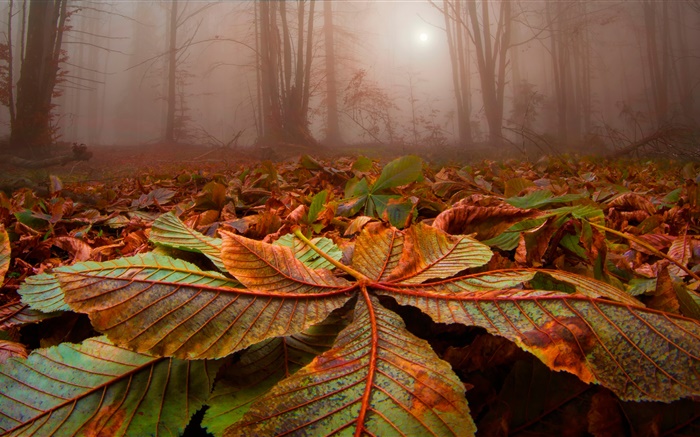 Floresta, árvores, névoa, folhas, terra, amanhecer Papéis de Parede, imagem