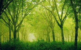 Floresta, árvores, estilo verde HD Papéis de Parede