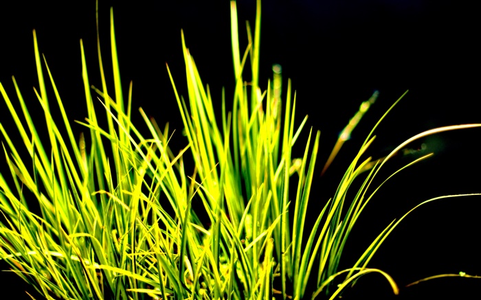 grama verde, luz solar, fundo preto Papéis de Parede, imagem
