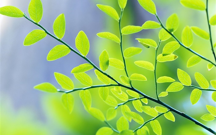 Folhas verdes, ramos, bokeh, primavera Papéis de Parede, imagem