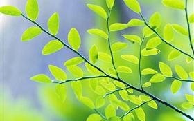 Folhas verdes, ramos, bokeh, primavera HD Papéis de Parede