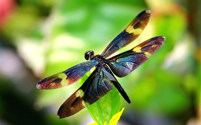 Inseto close-up, libélula, asas, bokeh Papéis de Parede, imagem