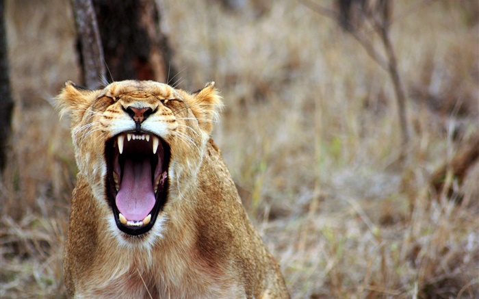 bocejo leão, dentes afiados Papéis de Parede, imagem