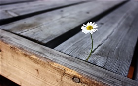 flor solidão, placa de madeira