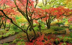 árvores de bordo, parque, outono, Ilha de Vancouver, Canadá