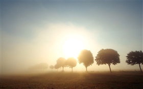 Manhã, alvorecer, árvores, campos, nevoeiro, amanhecer HD Papéis de Parede