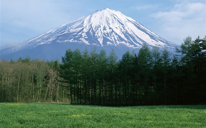 Mount Fuji, neve, floresta, grama, Japão Papéis de Parede, imagem