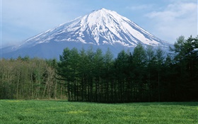 Mount Fuji, neve, floresta, grama, Japão HD Papéis de Parede