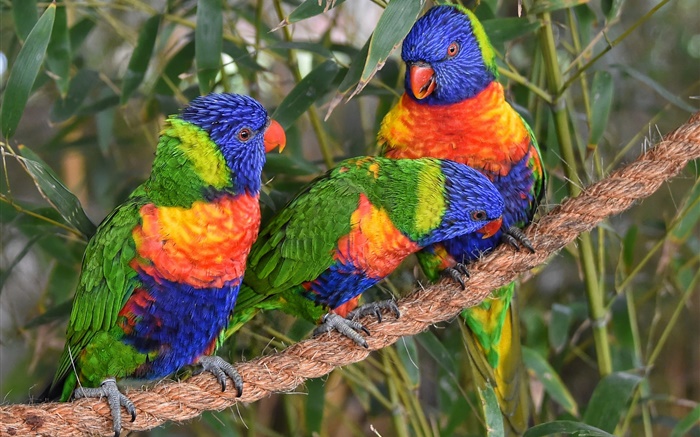 Multicolor lorikeet, papagaios, três pássaros Papéis de Parede, imagem