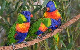 Multicolor lorikeet, papagaios, três pássaros HD Papéis de Parede